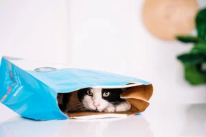 How Business Software Transforms Green Practices in Pet Afterlife Clinics