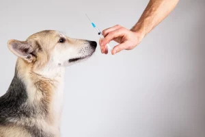 Business Software Can Help You Manage Your Dog’s Insulin Shots Efficiently