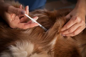 how to give a dog insulin shot